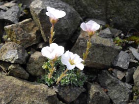 Saxifraga vandellii